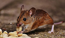 24 Hour & Emergency Exterminators in Kill Devil Hl, NC